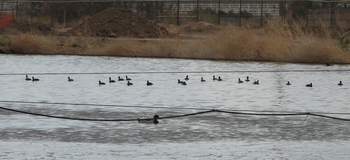 Халтар шунгуур - ML620658954