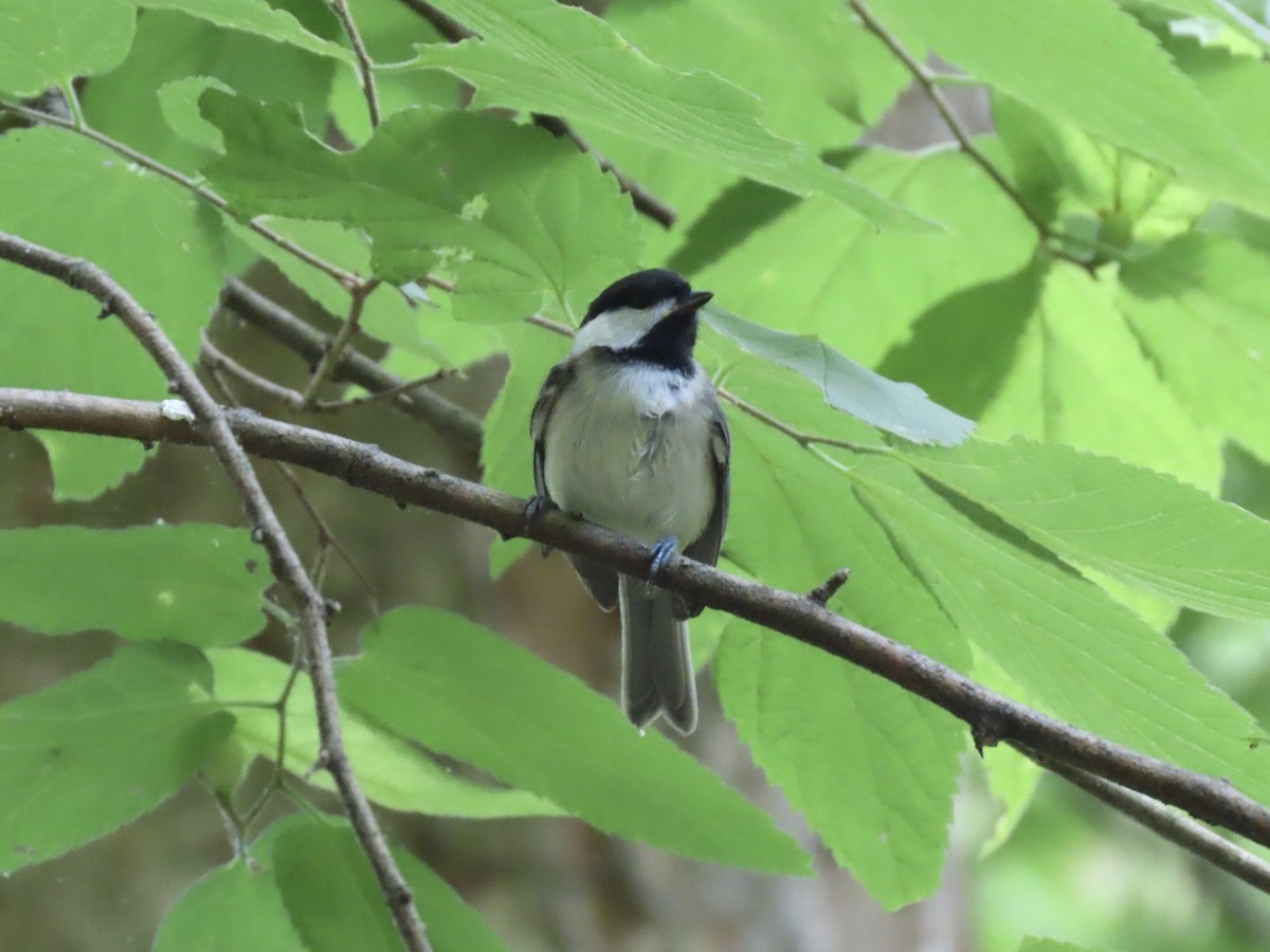 Carolina Chickadee - Tim Carney