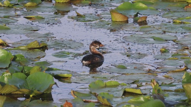 Pied-billed Grebe - ML620658956