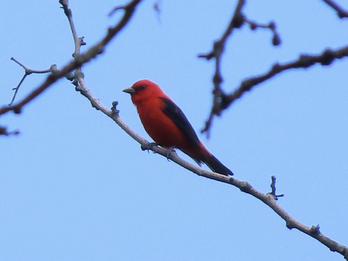 Scarlet Tanager - ML620658958