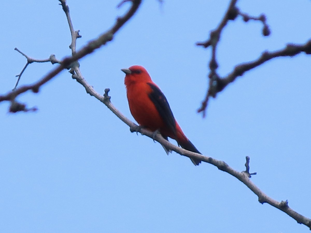 Scarlet Tanager - ML620658959