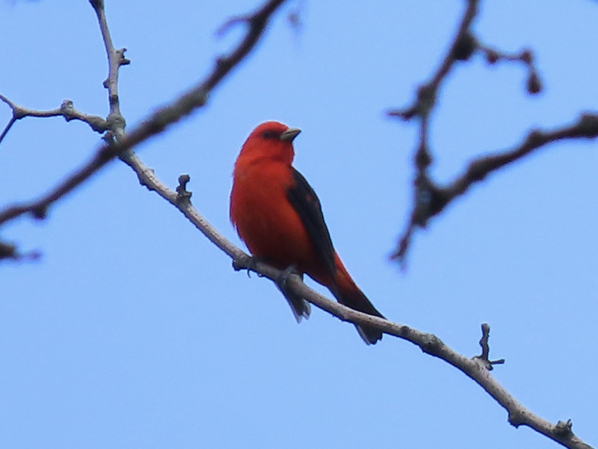 Scarlet Tanager - ML620658960