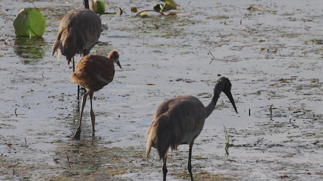 Sandhill Crane - ML620658961