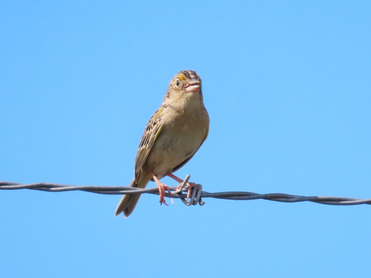 Grasshopper Sparrow - ML620658963