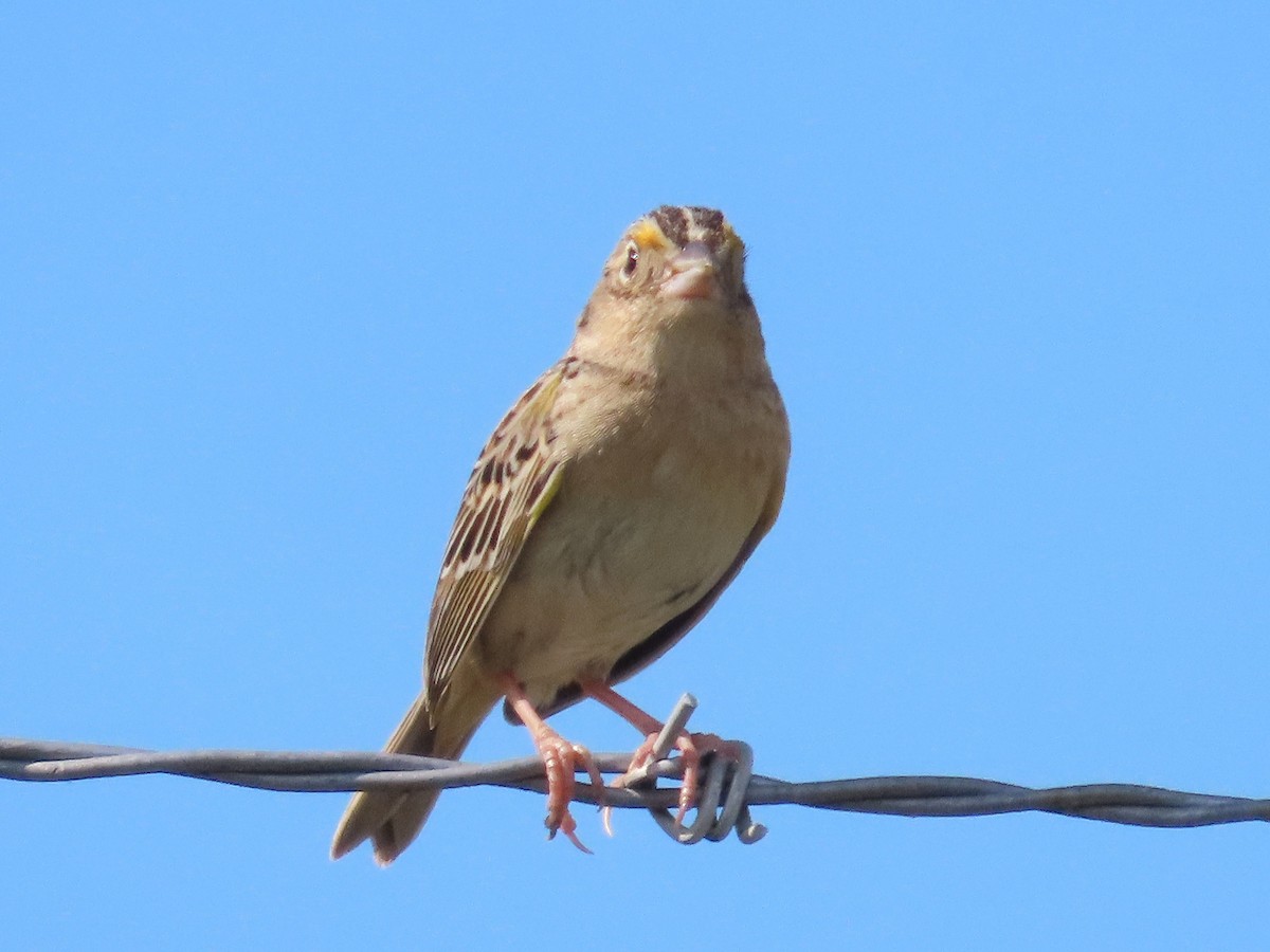 Grasshopper Sparrow - ML620658964