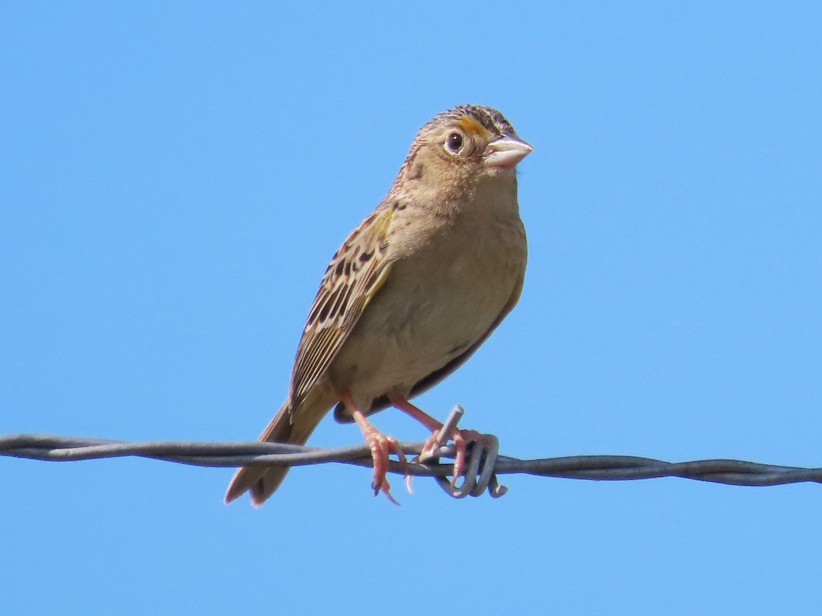 Grasshopper Sparrow - ML620658965