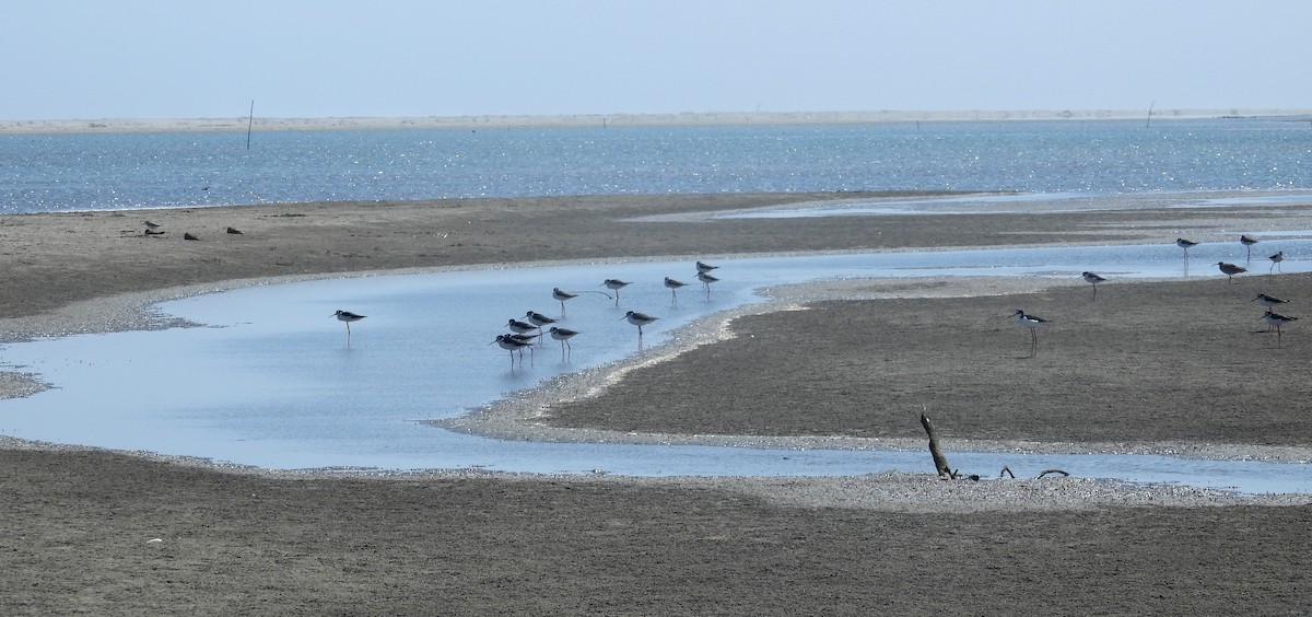 Black-necked Stilt - ML620658971