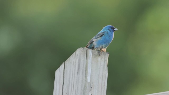 Indigo Bunting - ML620658972