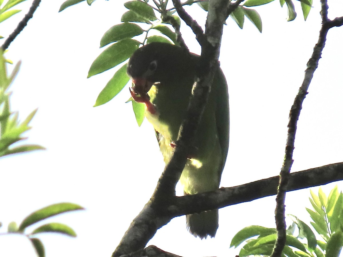 Brown-hooded Parrot - ML620658979