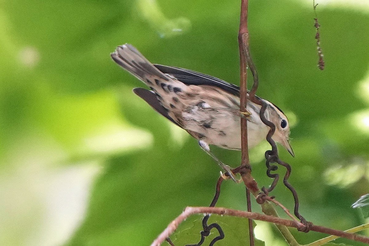 Black-and-white Warbler - ML620658981