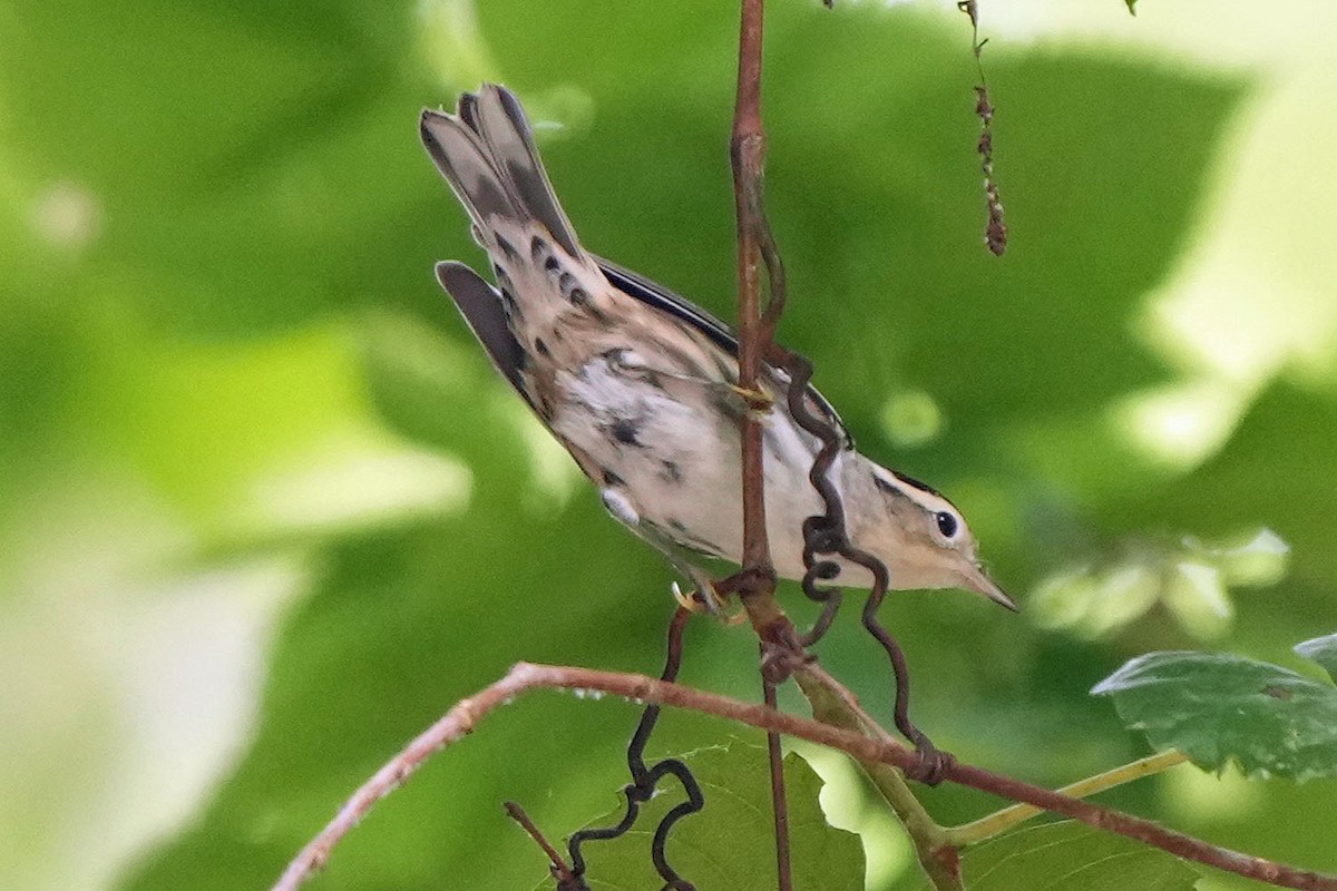 Black-and-white Warbler - ML620658982