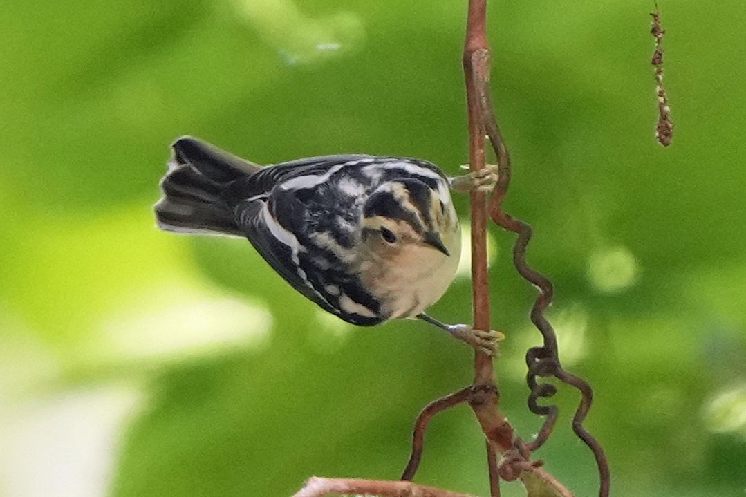 Black-and-white Warbler - ML620658983