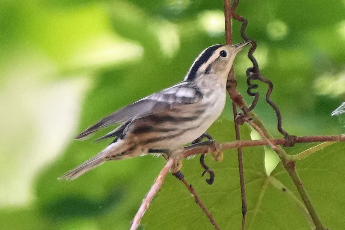 Black-and-white Warbler - ML620658984