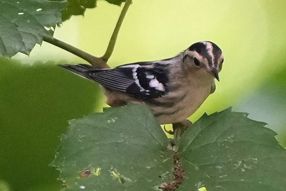 Black-and-white Warbler - ML620658986