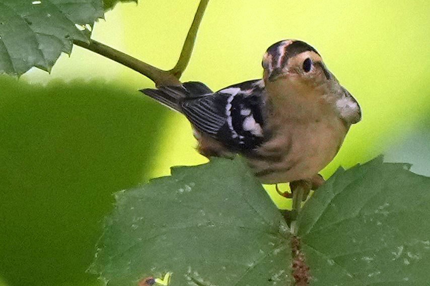 Black-and-white Warbler - ML620658987