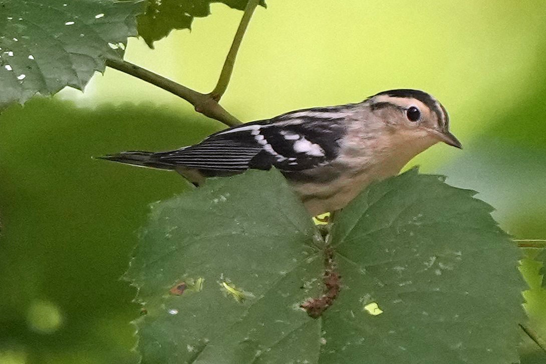 Black-and-white Warbler - ML620658988