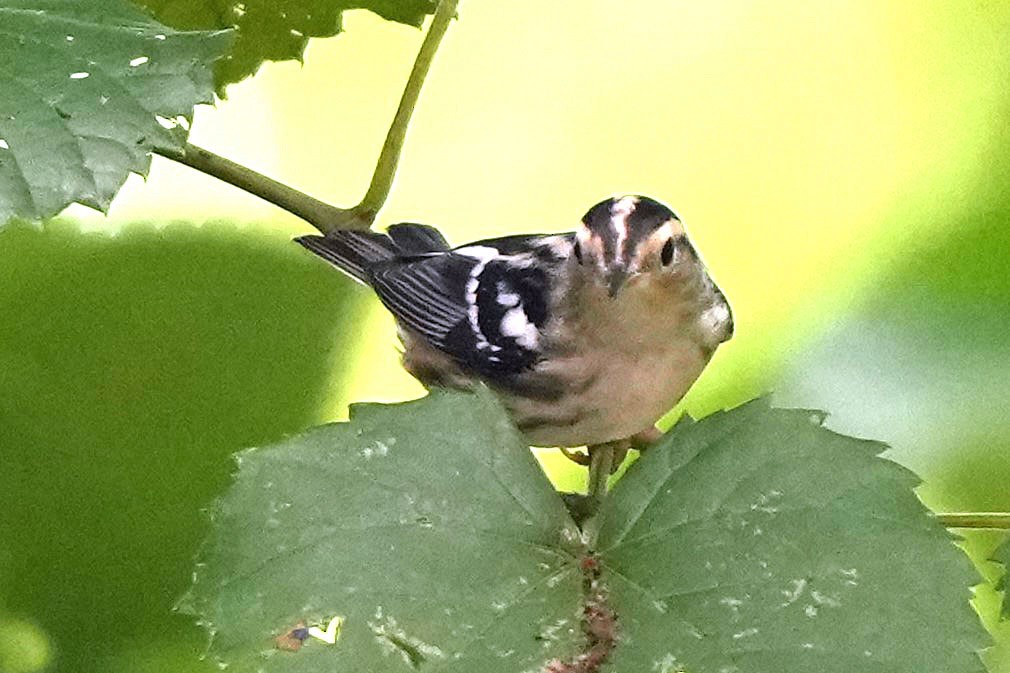 Black-and-white Warbler - ML620658989