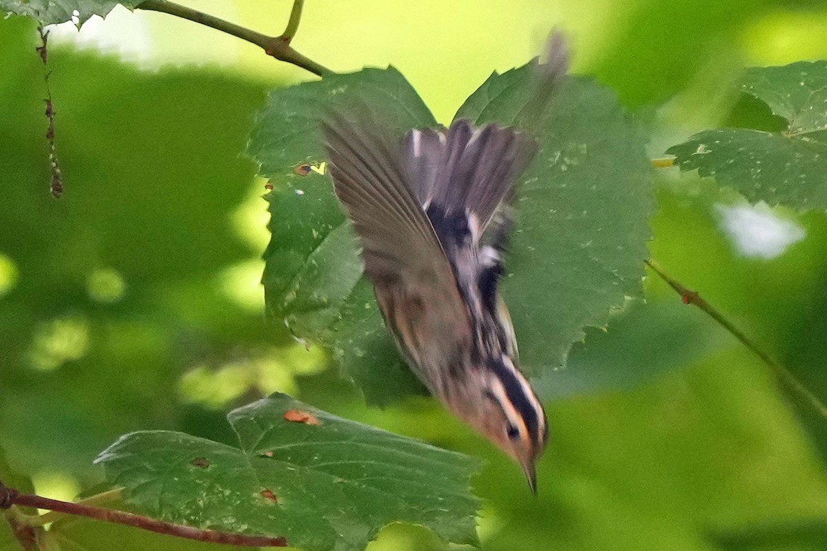 Black-and-white Warbler - ML620658990
