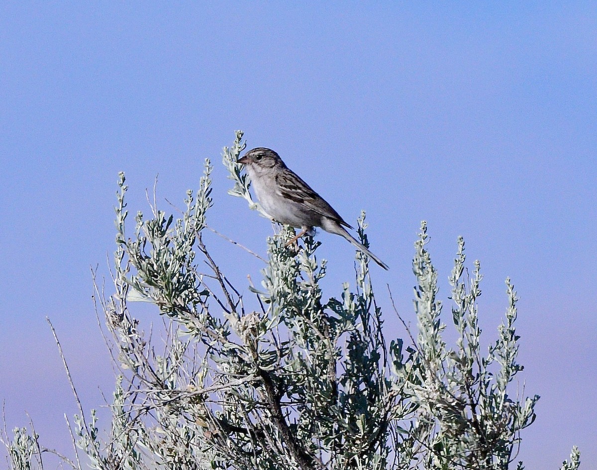 Brewer's Sparrow - ML620658993