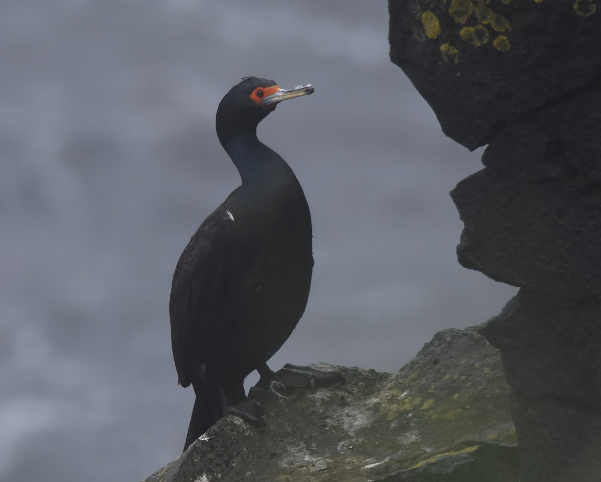 Red-faced Cormorant - ML620658994