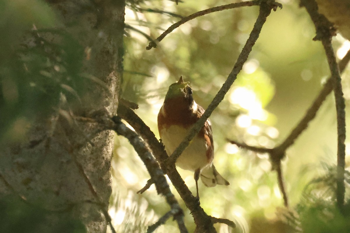 Bay-breasted Warbler - ML620658997