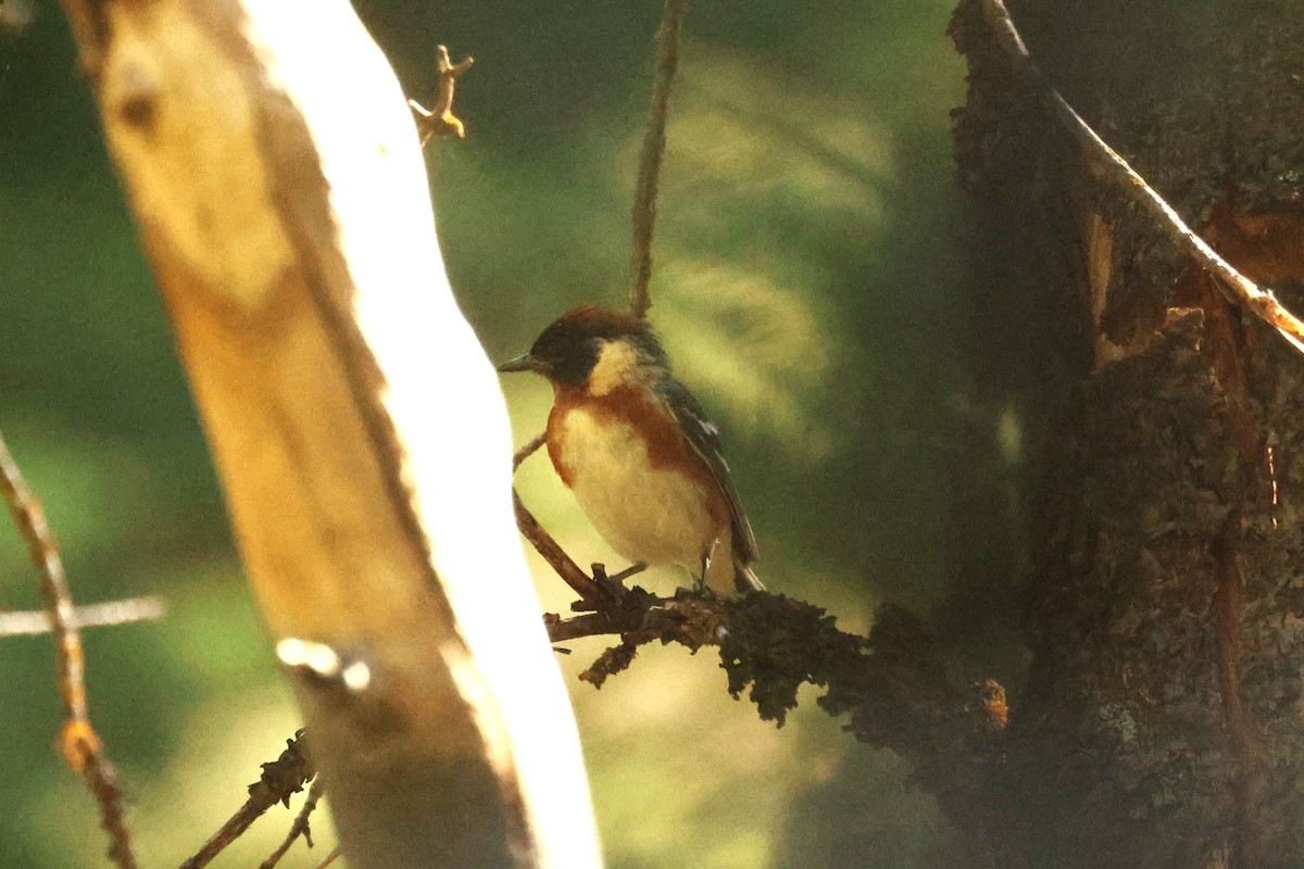 Bay-breasted Warbler - Mike Malmquist