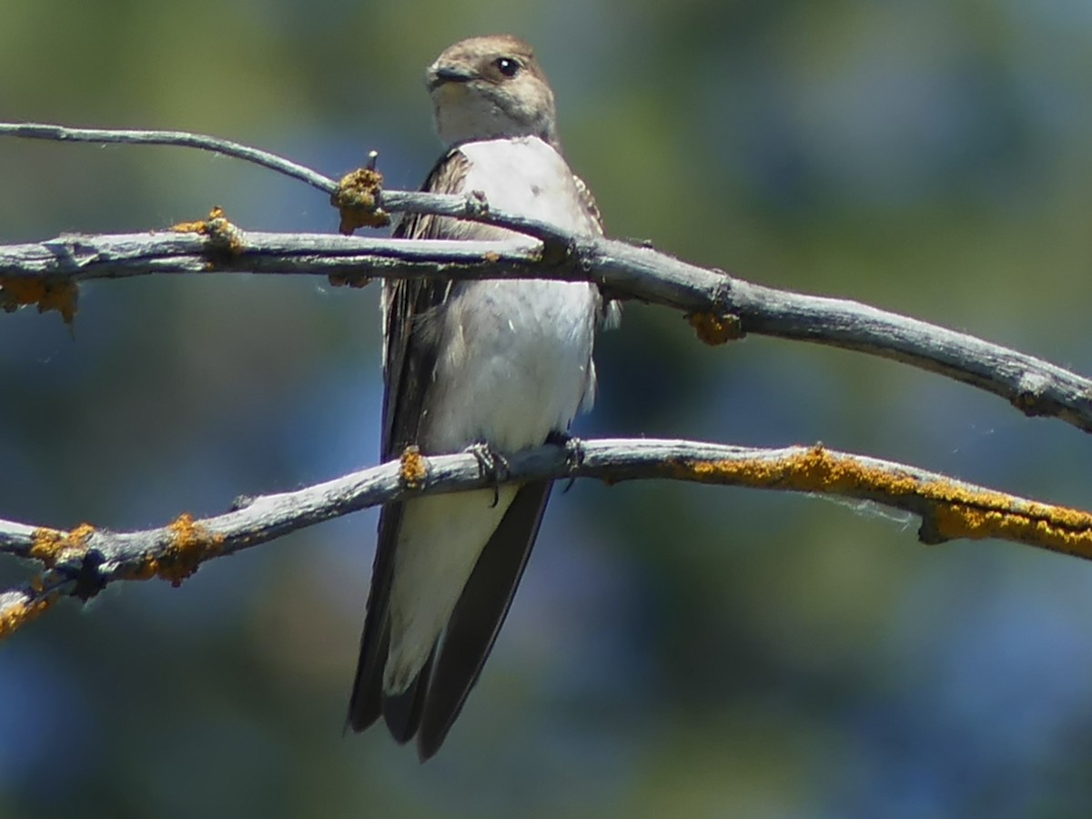 Golondrina Bicolor - ML620659005