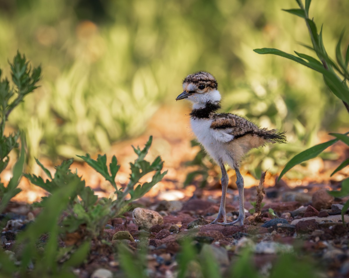 Killdeer - ML620659008