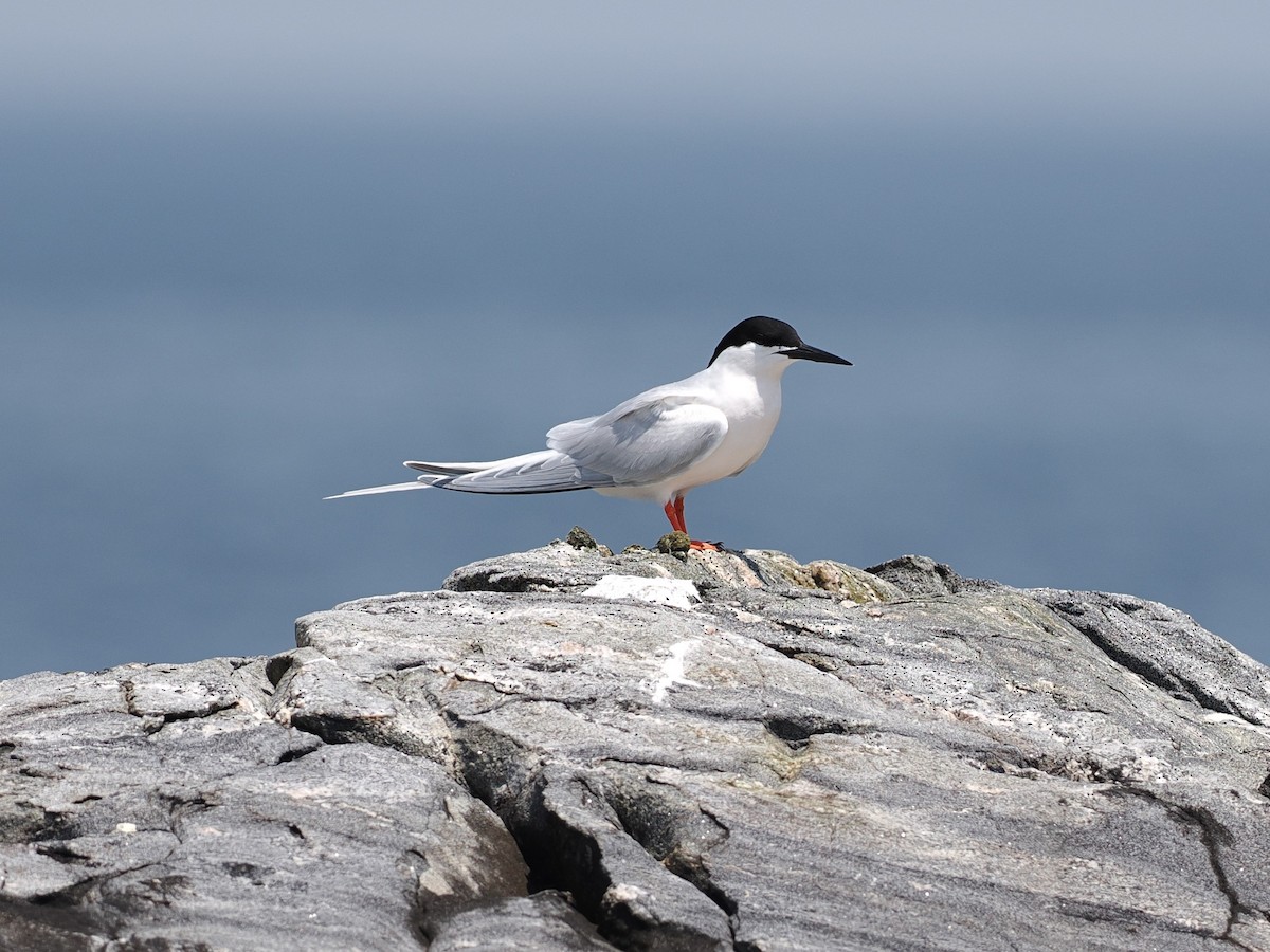 Roseate Tern - ML620659010