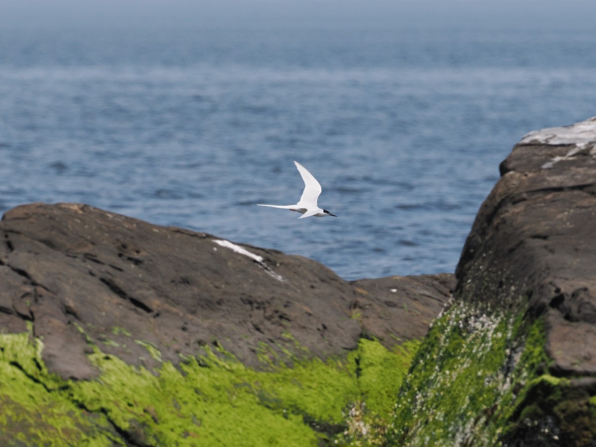 Roseate Tern - ML620659011