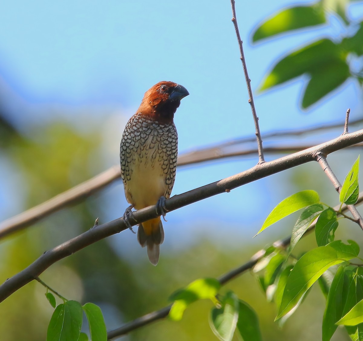 Scaly-breasted Munia - ML620659013