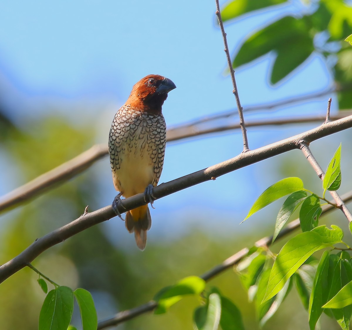 Scaly-breasted Munia - ML620659015