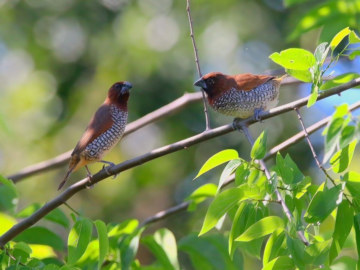 Scaly-breasted Munia - ML620659018