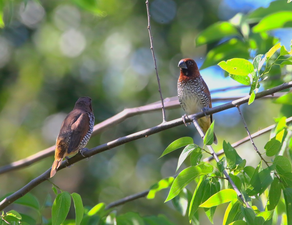 Scaly-breasted Munia - Aidan Griffiths