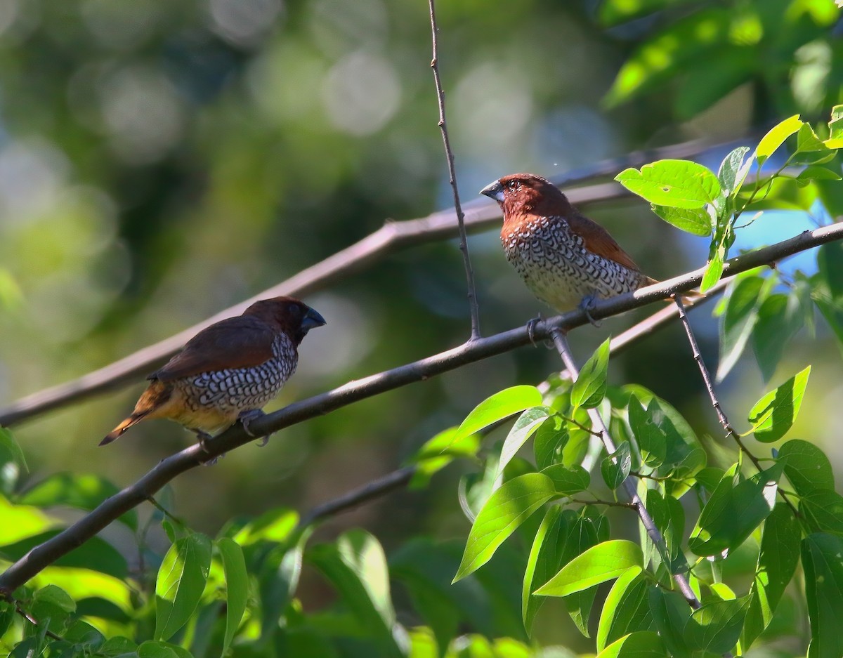 Scaly-breasted Munia - ML620659021