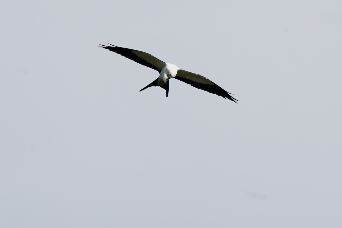 Swallow-tailed Kite - ML620659023