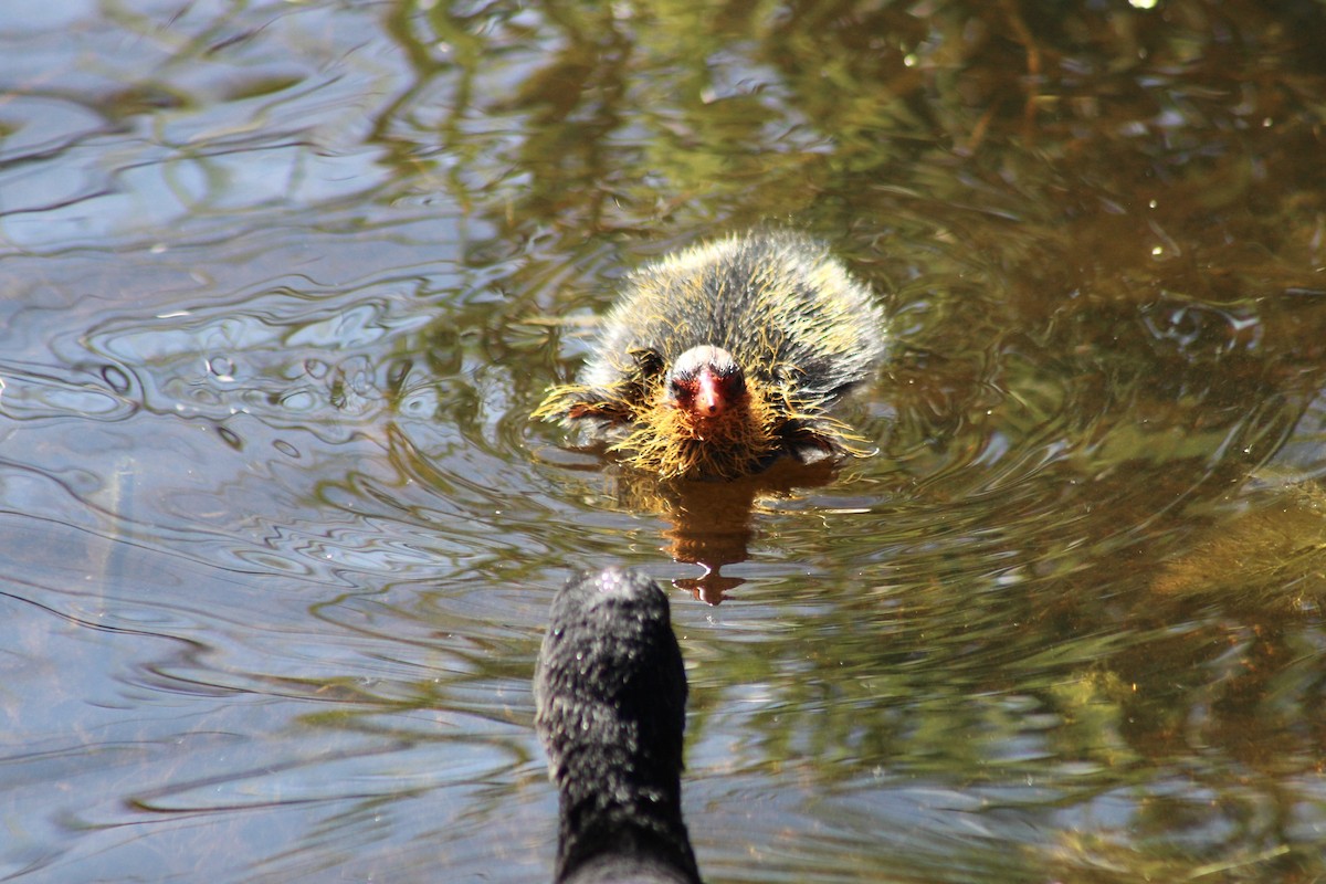 American Coot - Anne R.