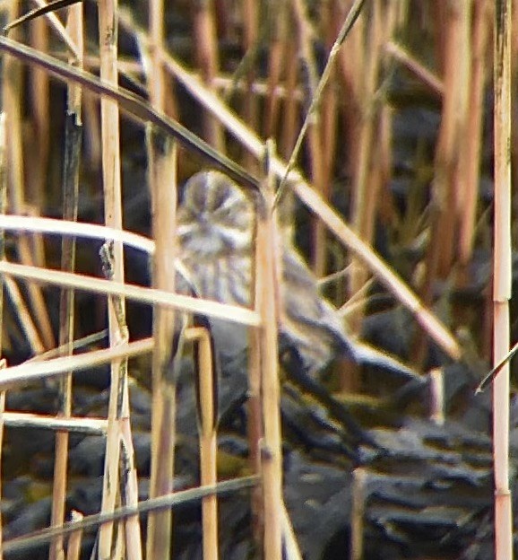 Savannah Sparrow (Ipswich) - ML620659042