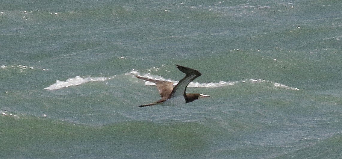 Brown Booby - ML620659046