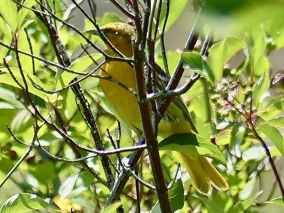 Oriole de Bullock - ML620659047