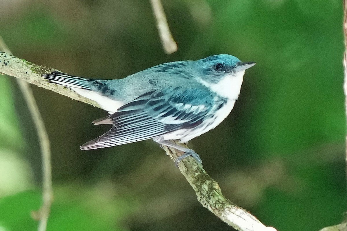 Cerulean Warbler - ML620659050