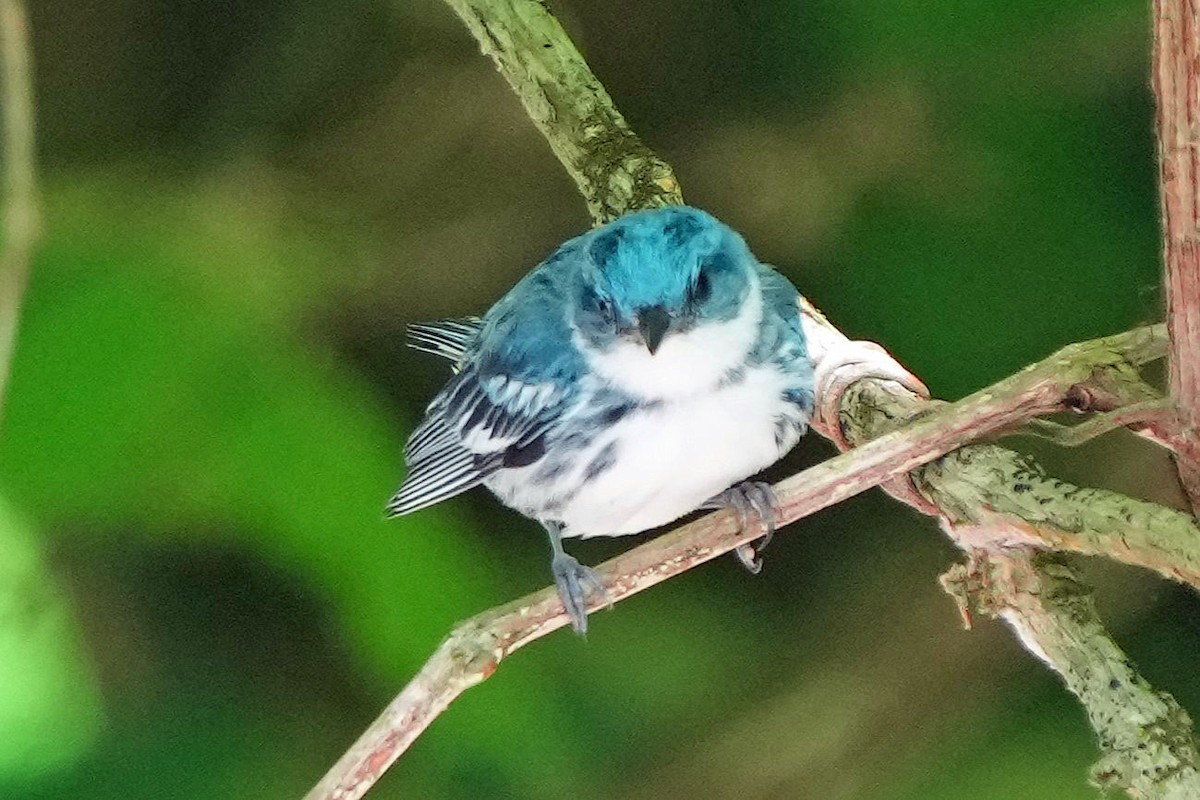 Cerulean Warbler - ML620659054