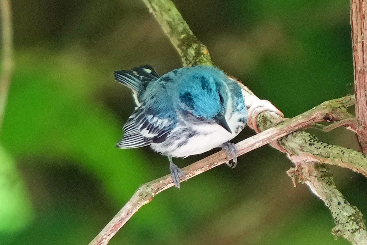 Cerulean Warbler - ML620659055