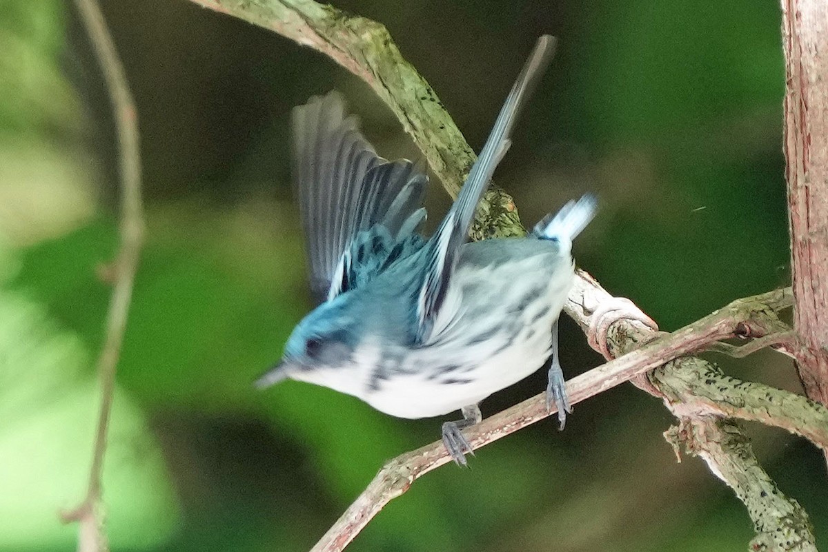 Cerulean Warbler - Robert Goss