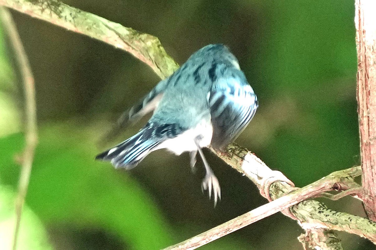 Cerulean Warbler - ML620659059