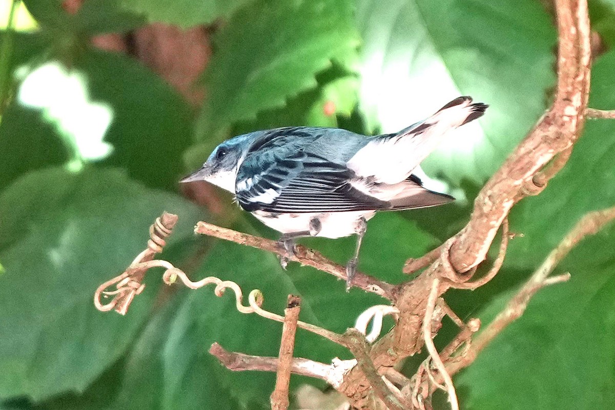 Cerulean Warbler - ML620659061