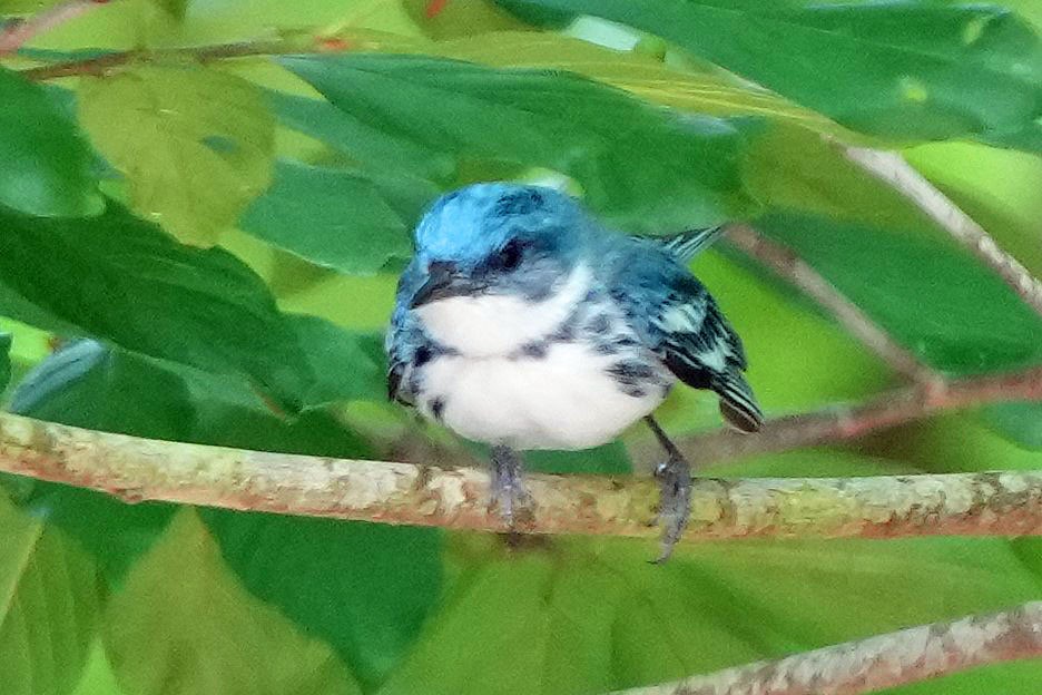 Cerulean Warbler - ML620659065