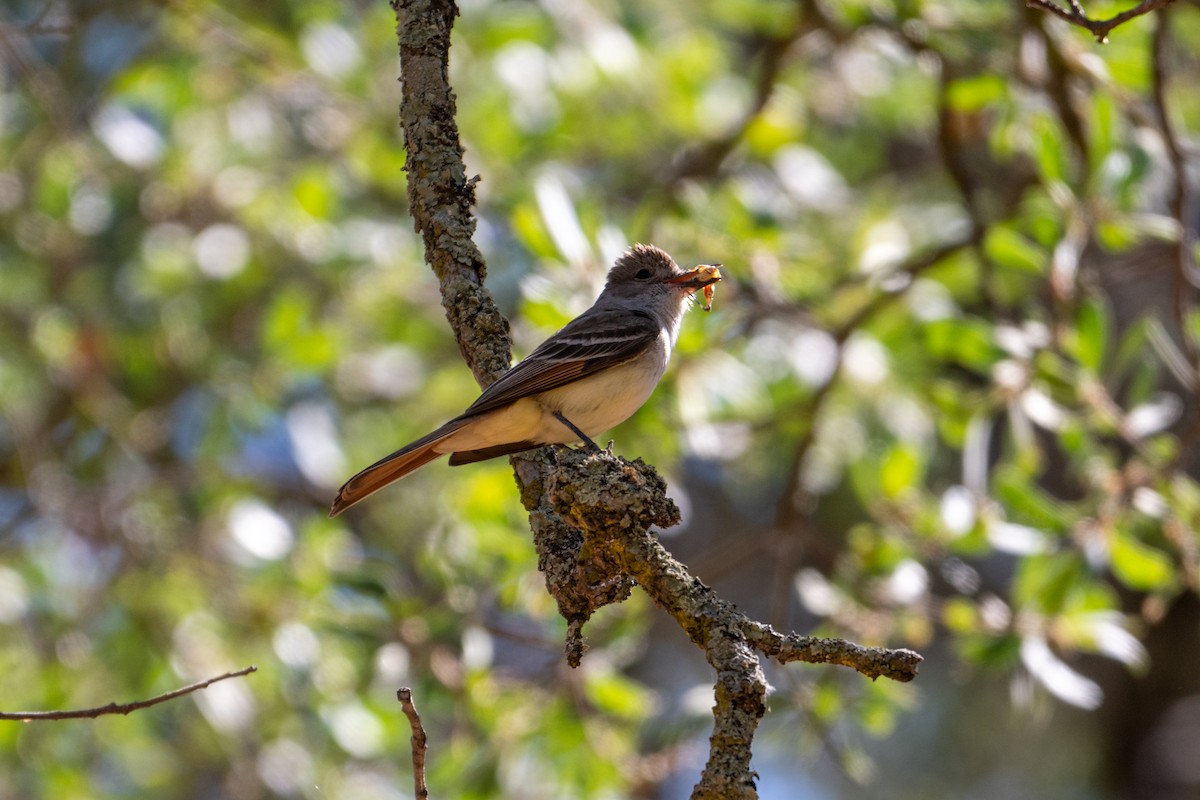 Ash-throated Flycatcher - ML620659069