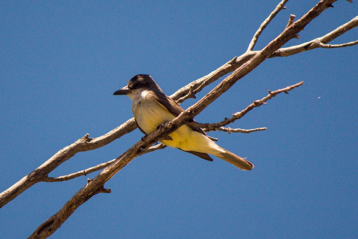 Thick-billed Kingbird - Darren Hasegawa