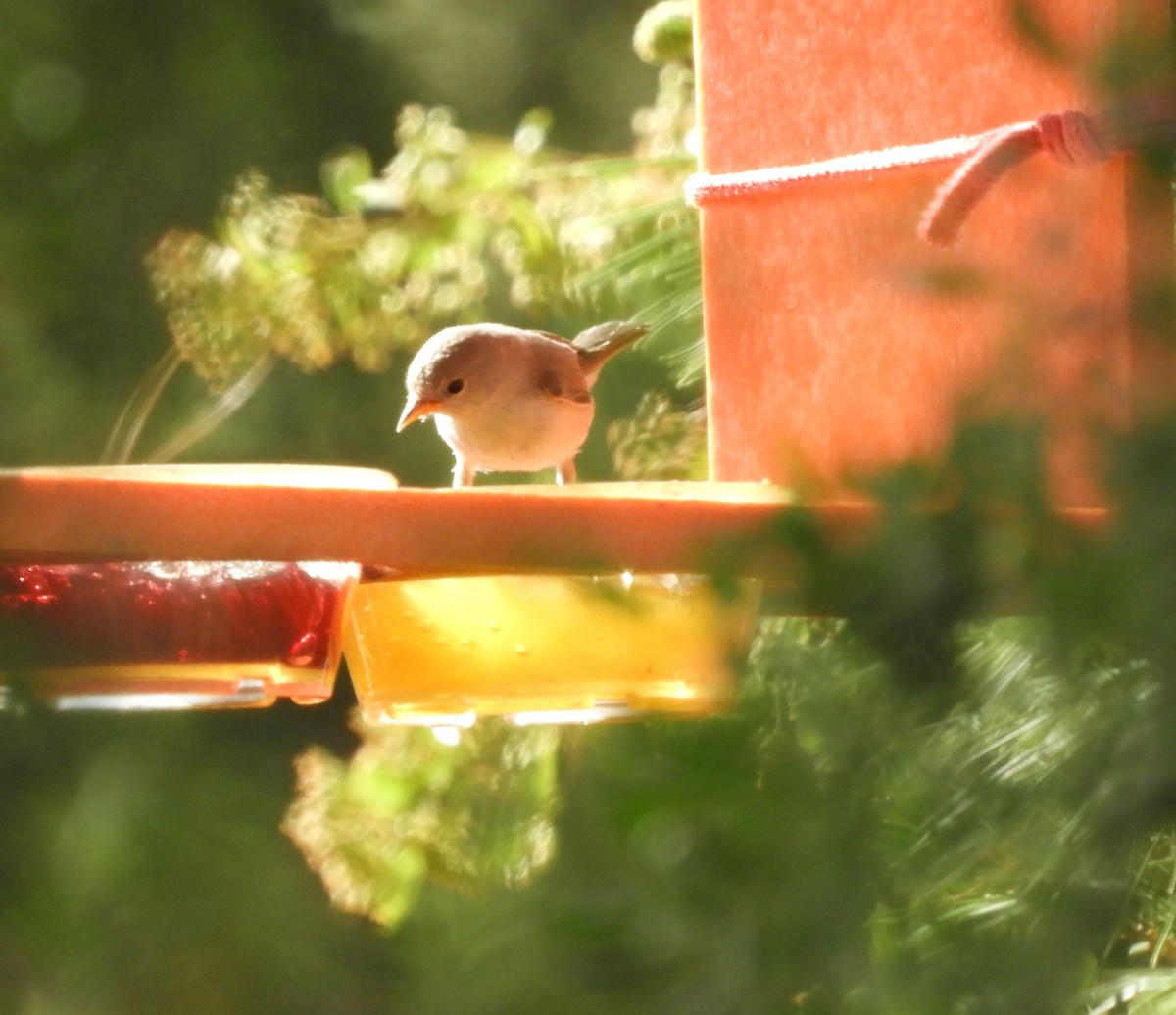 Pájaro Moscón Baloncito - ML620659072